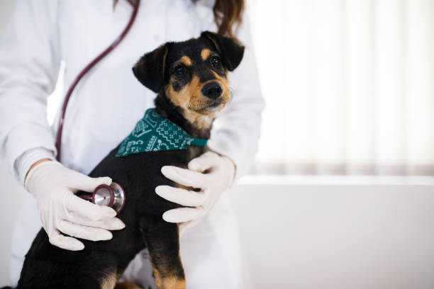 Happy doctor with dog at vet clinic stock photo