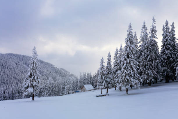 no amplo gramado há muitos pinheiros em pé sob a neve no dia gelado de inverno. o jogo de luz e sombra maravilhosamente brinca com volumes. fundo de inverno de bonito. - rural scene winter outdoors horizontal - fotografias e filmes do acervo