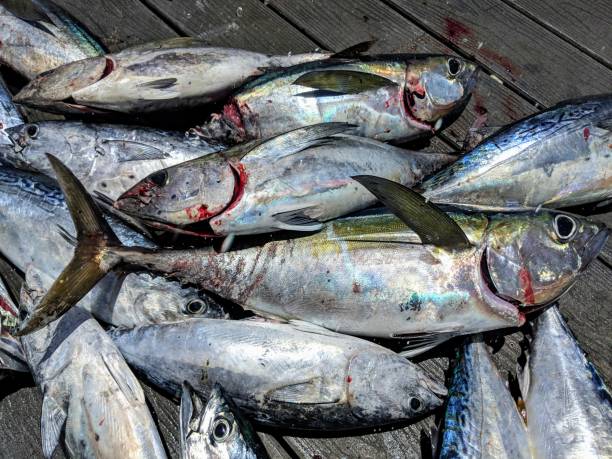 istock Black fin tuna and bonita fish 1019355202