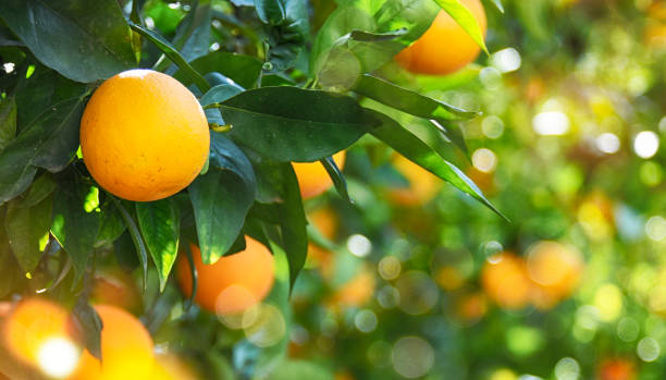 istock Orange garden, summer background 1019358712