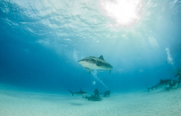 istock Tiger shark at Tigerbeach, Bahamas 1019359226