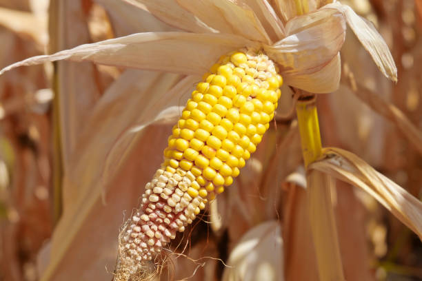 뜨거운 여름-가난한 옥수수 열 및 낮은 강 수 때문에 작물 손실. 기후 변화 - agriculture close up corn corn on the cob 뉴스 사진 이미지