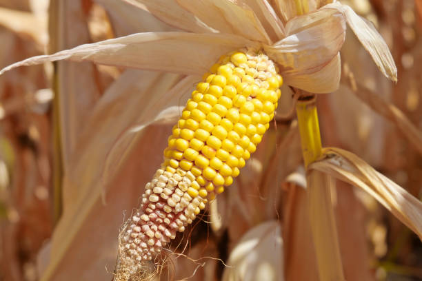 потери урожая в жаркое лето - бедная кукуруза из-за жары и небольших осадков. изменение климата - agriculture close up corn corn on the cob стоковые фото и изображения