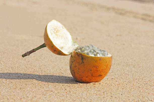 istock One orange open passion fruit with seeds. Passion fruit closeup on the beach, on the sand and on the sea. Fruits of Asia, healthy food, natural fruits. View from above. Design with copy space 1019362304