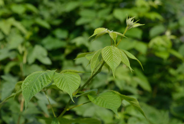 istock BlackBerry branch on a green background. 1019362546
