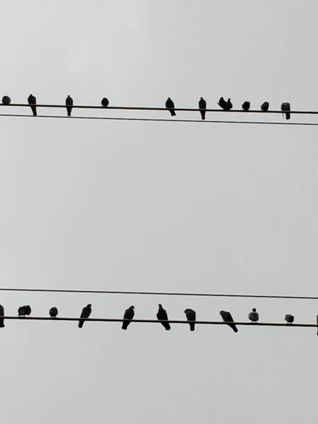 istock Birds Sitting on Power Lines 1019368018