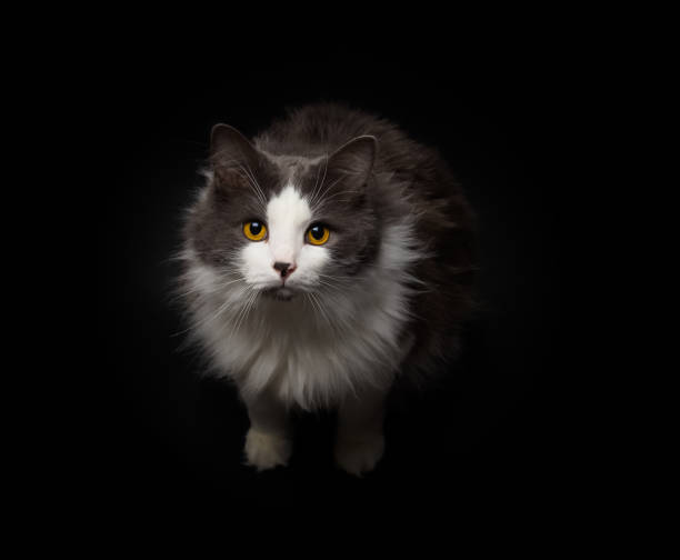 istock Cat gray-white color with yellow eyes on a black background. 1019368042