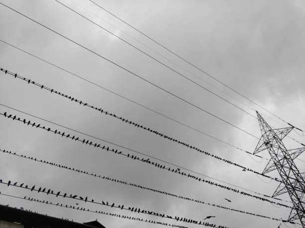 istock Birds Sitting on Power Lines 1019368114