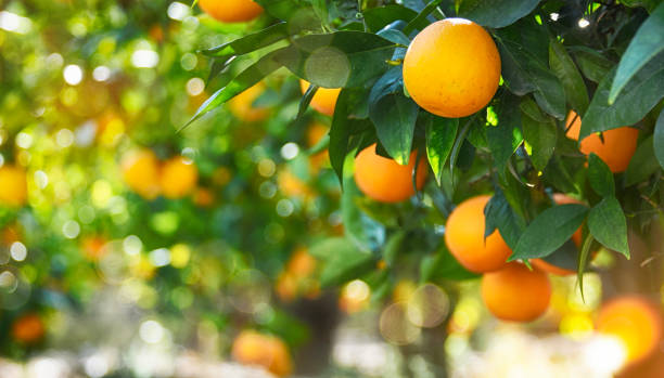 Orange garden, summer background