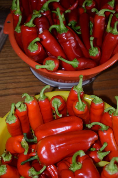 istock fresh washed hopt chilis 1019371638
