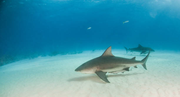 istock Bull shark at the Bahamas 1019371672