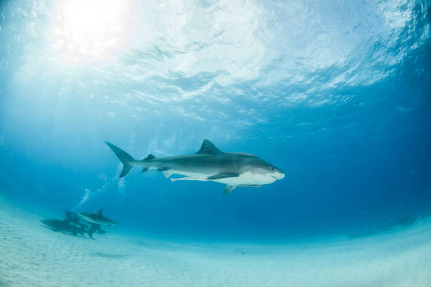 istock Tiger shark at Tigerbeach, Bahamas 1019374680
