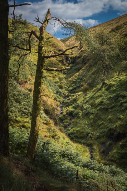 Photo of A damaged pine tree frames a small waterfall trickling down the side of a hill in the Peak District National park.