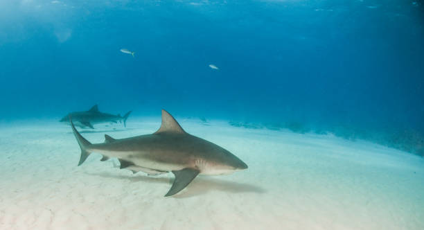 istock Bull shark at the Bahamas 1019375400