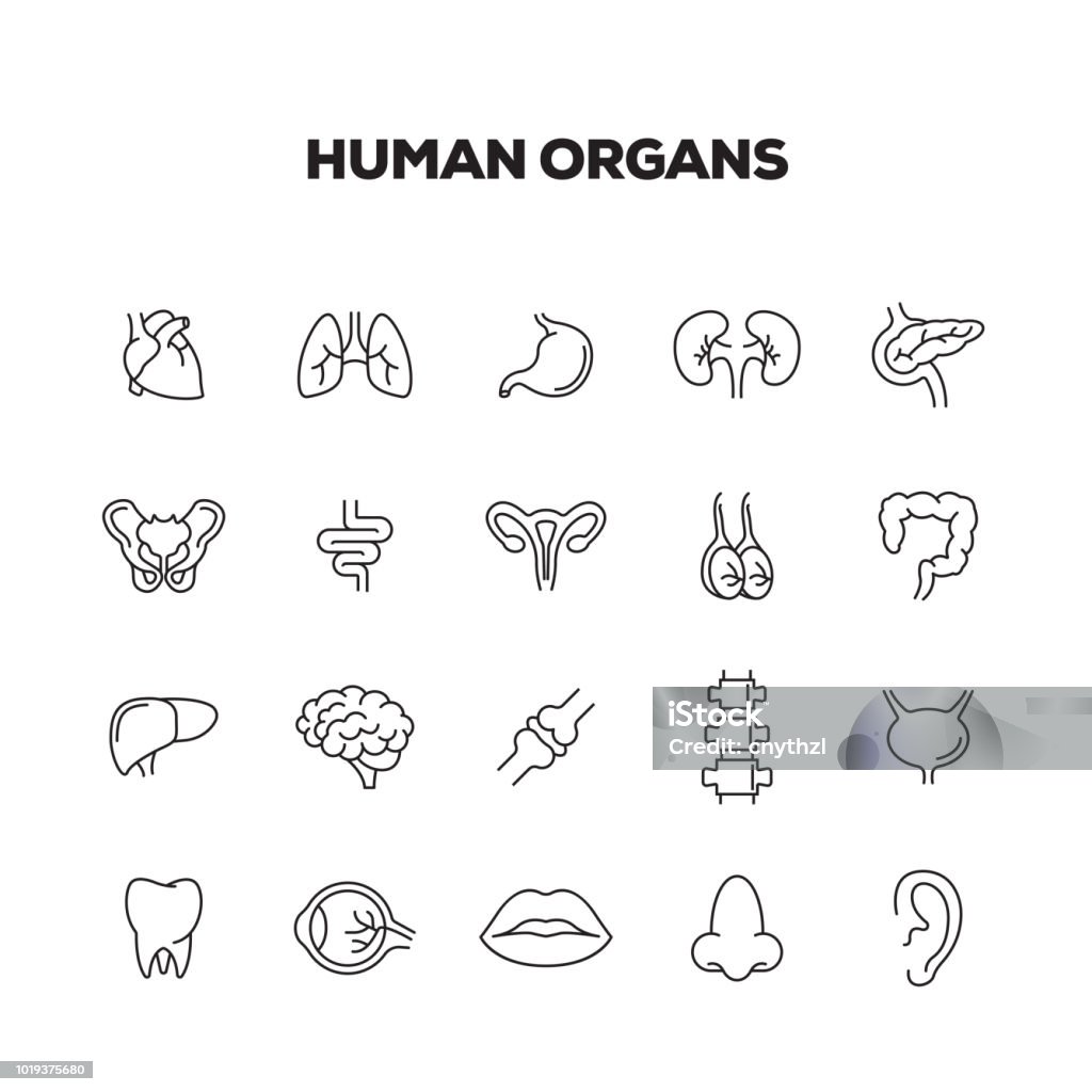 HUMAN ORGANS LINE ICONS SET Icon Symbol stock vector HUMAN ORGANS LINE ICONS SET Icon Symbol stock vector