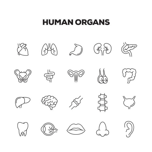 HUMAN ORGANS LINE ICONS SET HUMAN ORGANS LINE ICONS SET conceptual symbol illustrations stock illustrations