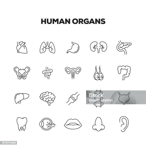 Human Organs Line Icons Set Stock Illustration - Download Image Now - Icon Symbol, Kidney - Organ, Lung