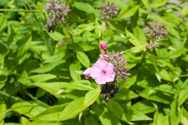 istock Blossom of a Plant 1019379990