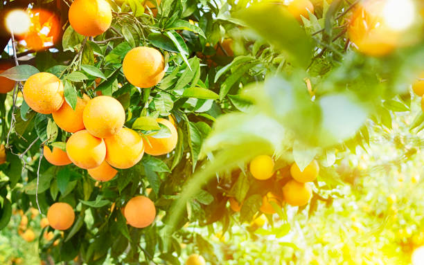istock Summer  background. Orange garden 1019382416