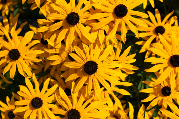 istock Blossom of a Plant 1019384720