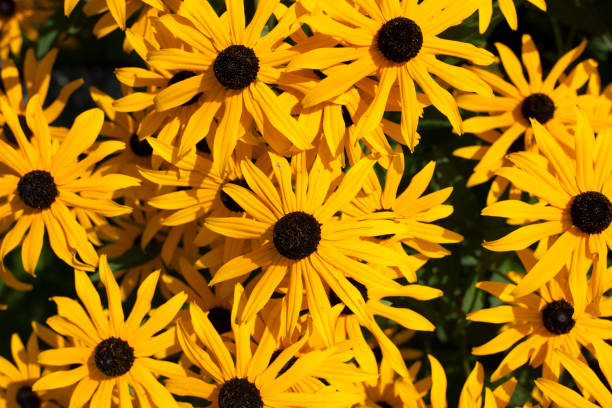 istock Blossom of a Plant 1019384766