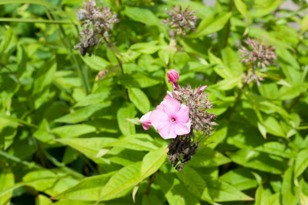 istock Blossom of a Plant 1019384946