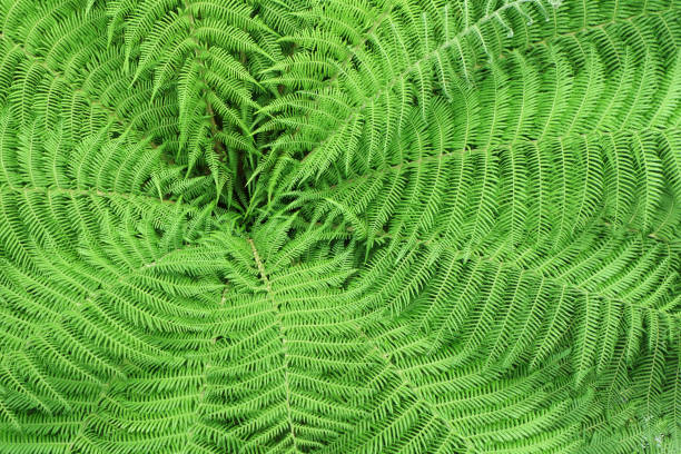 istock Pattern of fern leaves 1019385614