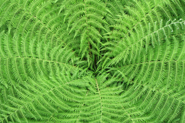 istock Pattern of fern leaves 1019385624