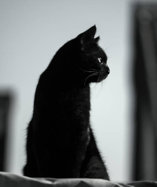 istock Black cat sitting on the roof 1019385700