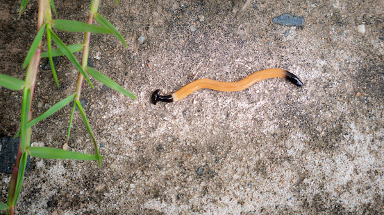 The Land Planaria Crawl Zig Zag on The Road