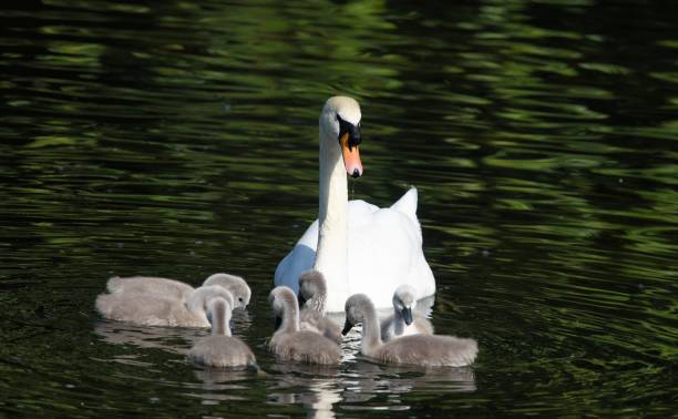 istock Mute Swan with Cygnets 1019389626