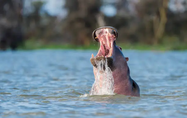 Photo of Hippopotamus in Lake Naivasha