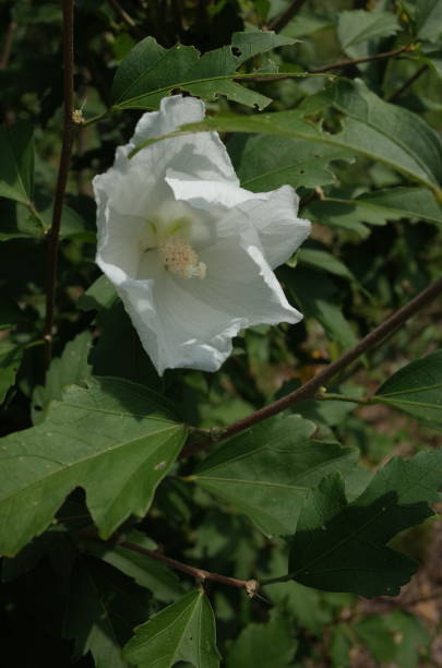istock Rose of Sharon - White 1019392952