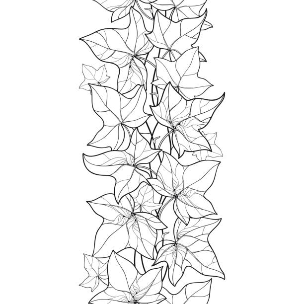 illustrations, cliparts, dessins animés et icônes de vecteur vertical modèle transparente avec contour ivy ou hedera vignes en noir sur fond blanc. - climbing ivy