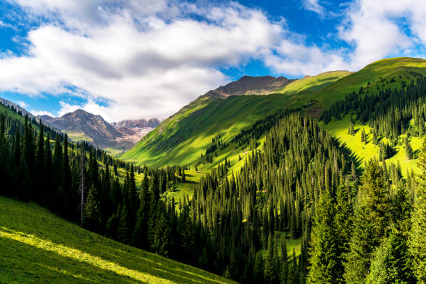 istock Scenery of grassland in Xinjiang 1019395998