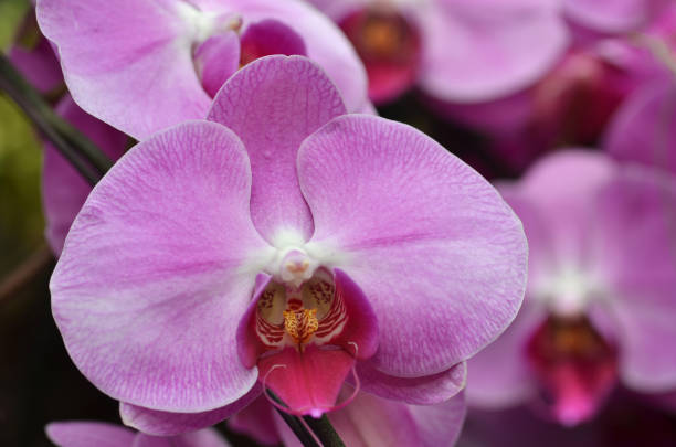 istock Beautiful purple orchid 1019396294