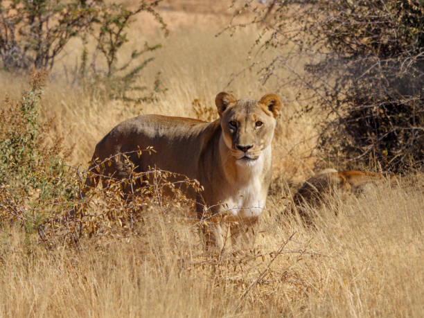istock Female lion on the Prowl 1019396566