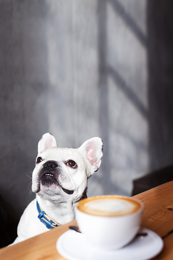 French bulldog sitting in the cafeteria and looking in the window. Near him a cup of coffee. The light from the window fall on the dog.