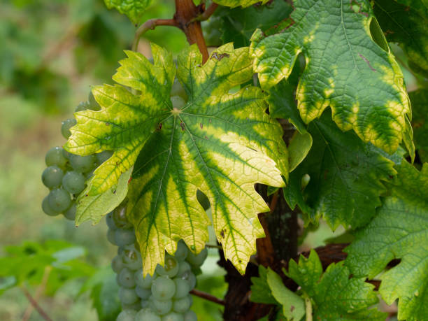 Interveinal chlorosis caused by iron or nitrogen deficiency on a grape vine with grapes. Agriculture, viticulture problem. Interveinal chlorosis caused by iron or nitrogen deficiency on a grapevine with grapes. Agriculture, viticulture problem. nitrogen photos stock pictures, royalty-free photos & images