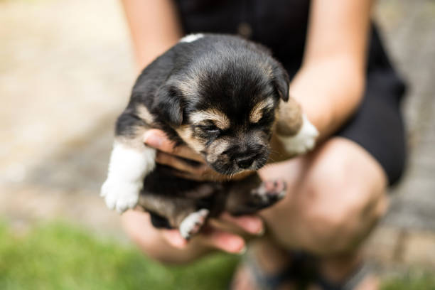 cute dog puppy in garden