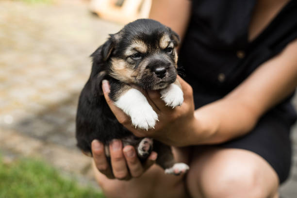 istock dog puppy in garden 1019403578