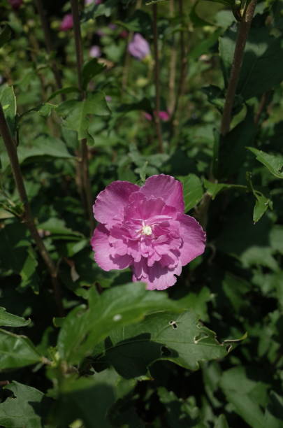 istock Rose of Sharon - Double Flowered, Pale Pink 1019406566