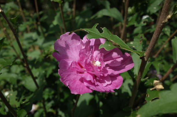 istock Rose of Sharon - Double Flowered, Pale Pink 1019407766