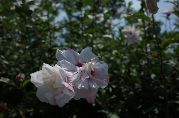 istock Rose of Sharon - Double Flowered, White 1019407914