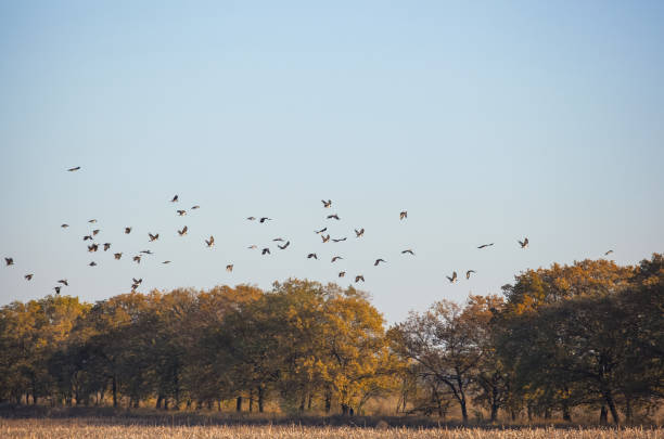 um bando de corvos voou para o campo em busca de alimento. - searching landscape sunset winter - fotografias e filmes do acervo