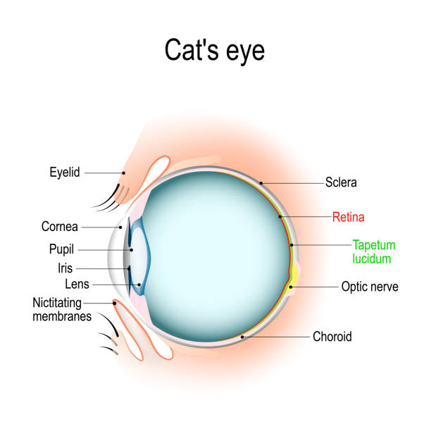 고양이 또는 강아지의 눈의 해부학. - sclera stock illustrations