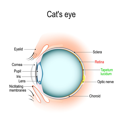 Anatomy of the cat's or dog's eye. Vertical section of the eye and eyelids. Third eyelid and Tapetum lucidum. Schematic diagram. detailed illustration.