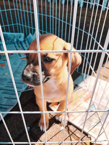istock Beautiful dog waiting to be adopted. 1019412610