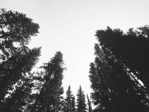 Photo of Forest Treetops Wide Angle Black and White