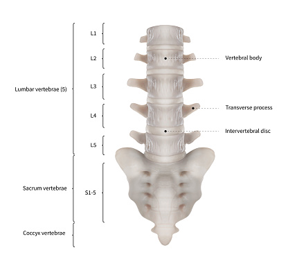 Infographic 다이어그램 천 골 또는 척추 뼈 해부학 시스템과 인간의 허리 척추의 앞쪽 보기3d인간의 해부학의료 ...